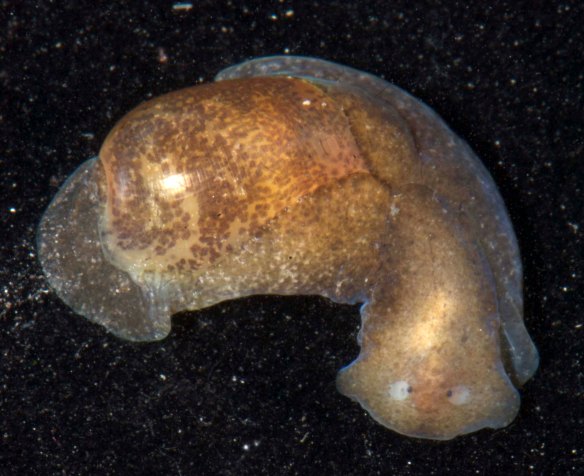 Haminoea elegans is part of a small group commonly called bubble snails because of their delicate shells, but they are more closely related to slugs than snails. Photo by 