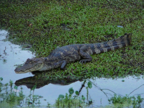 The resident caiman at the STRI research station in Bocas. Photo by Ryan Ellingson.