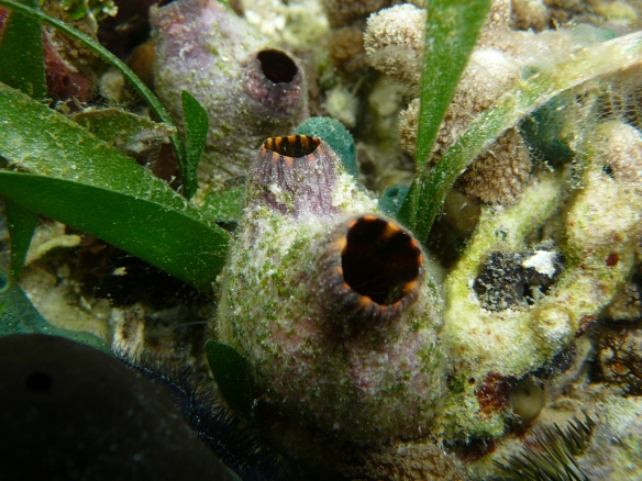 Ascidians (this one is Polycarpa spongiabilis) just hang out and filter feed like sponges, but are very far away on the tree of life – despite their apparently simple morphology they are actually more closely related to vertebrates than any other marine invertebrate. Photo by Ryan Ellingson.