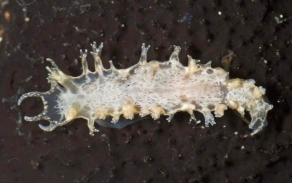 Sometimes it seems like the most beautiful slugs don't look like animals at all – Tritonia bayeri. Photo by Ángel Valdés.