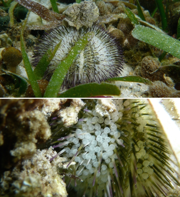 The urchin Lytechinus variegatus uses its tube feet to grab onto and cover itself with pieces of sea grass, shells, coral rubble, and other debris.